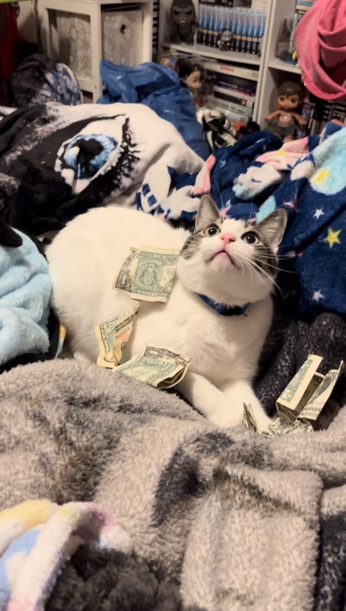 Money Kitty