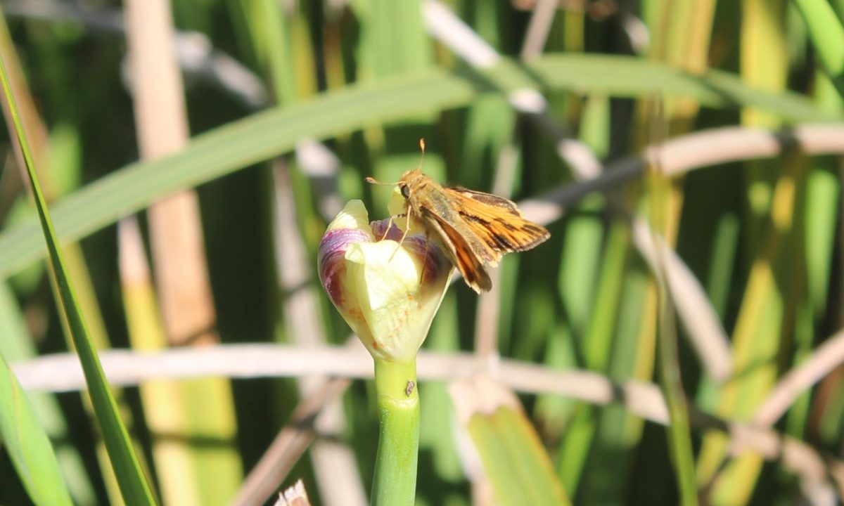 Life Is Like A Butterfly