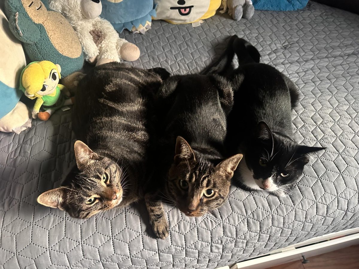 All my cats together. So cute!
Salem(Tabby cat)->Nugget(Tabby Cat)->Lugosi(Tuxedo Cat)